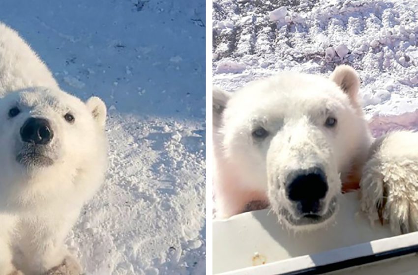  An Orphaned Polar Bear Found Shelter at Gold Miners Camp