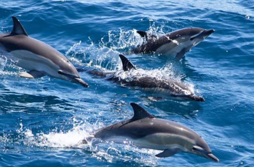  Dolphins Saved a Woman’s Life from Death in the Sea