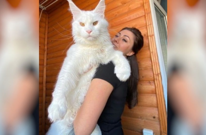  Kefir is the biggest two-year-old cat; he doesn’t even fit into his owner’s bad