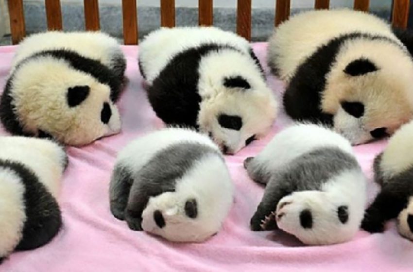  Pandas are save for now so we just need to enjoy them while we can