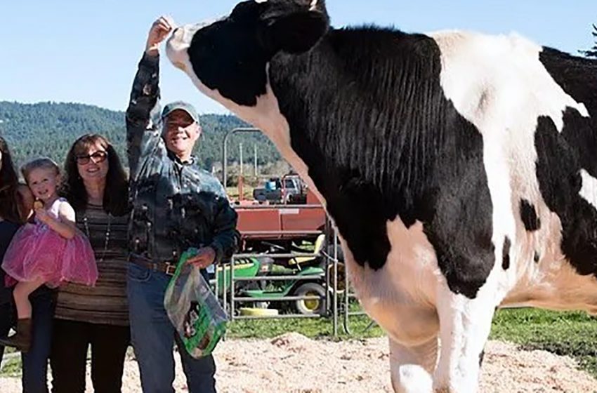  He is simply the tallest cow in the world