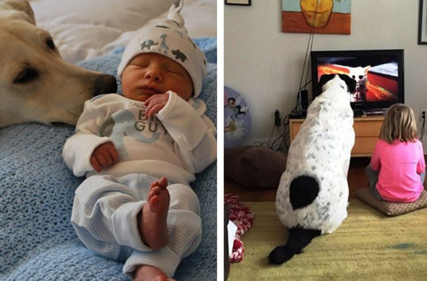  A Small Selection of Pictures Showing that Dogs are Babies Best Firends