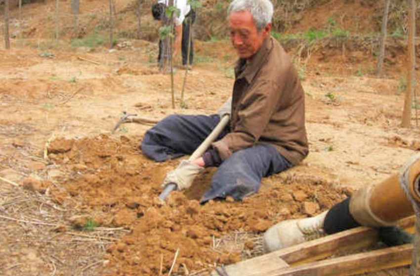  A 70-year-old veteran with a physical disability has planted about 17,000 trees in 19 years