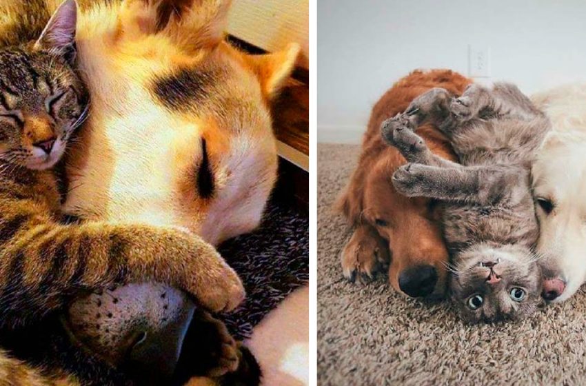  Shots of cats who adore dogs. This is how a cat and a dog live!