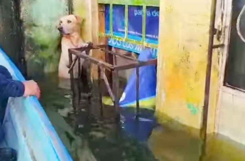  A dog standing on his back-legs was rescued from a flood