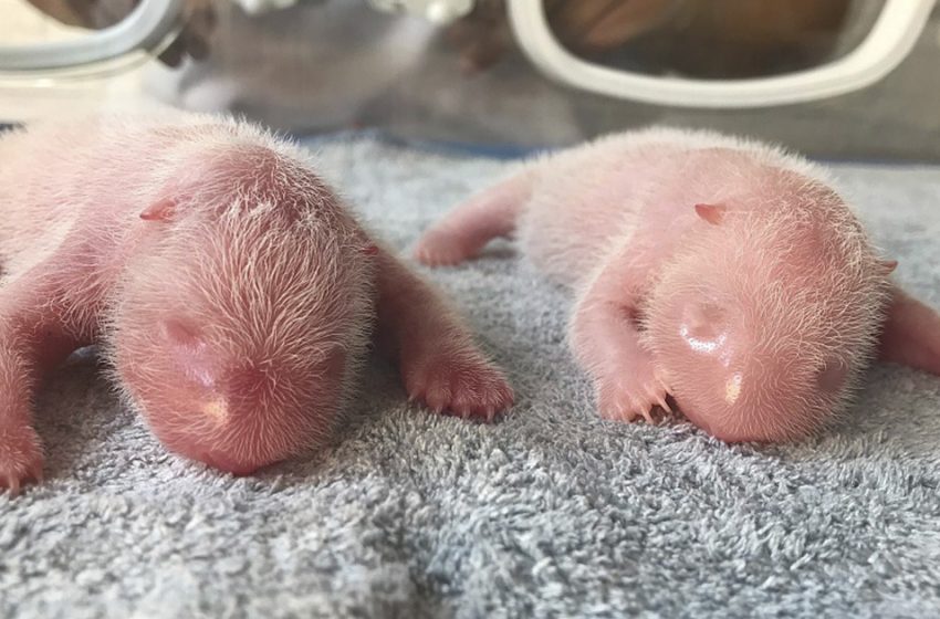  Giant panda twins born in China, offering hope for endangered species