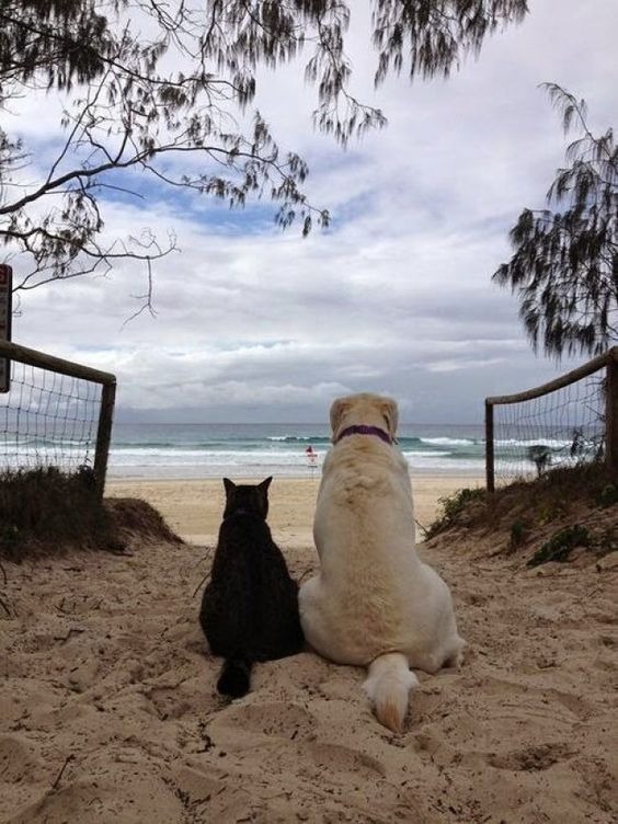 Images of cats loving dogs. A dog and a cat live like this! – ILoveWoodWork.com