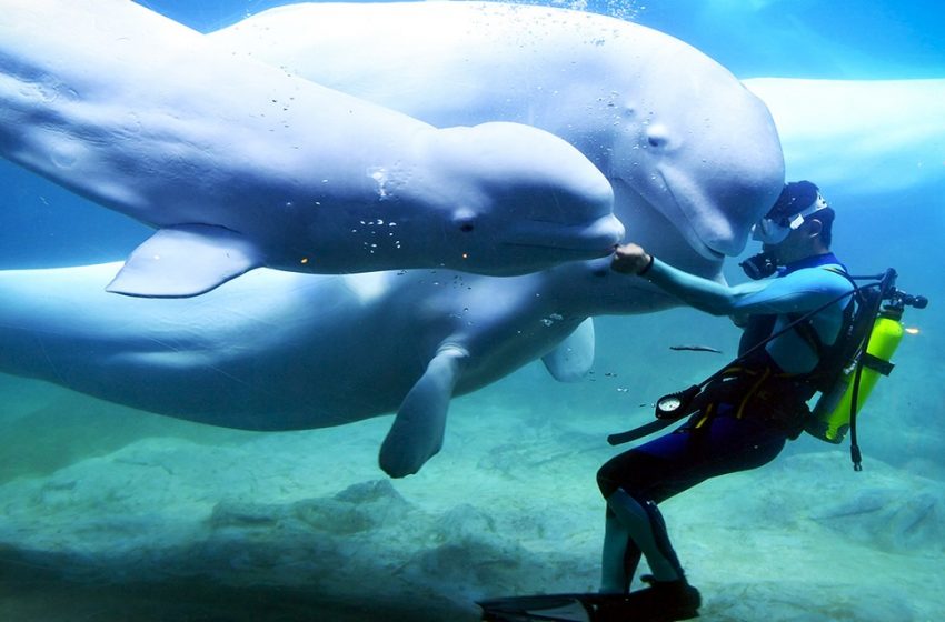  Una balena bianca salva un subacqueo che sta annegando da una pozza di ghiaccio