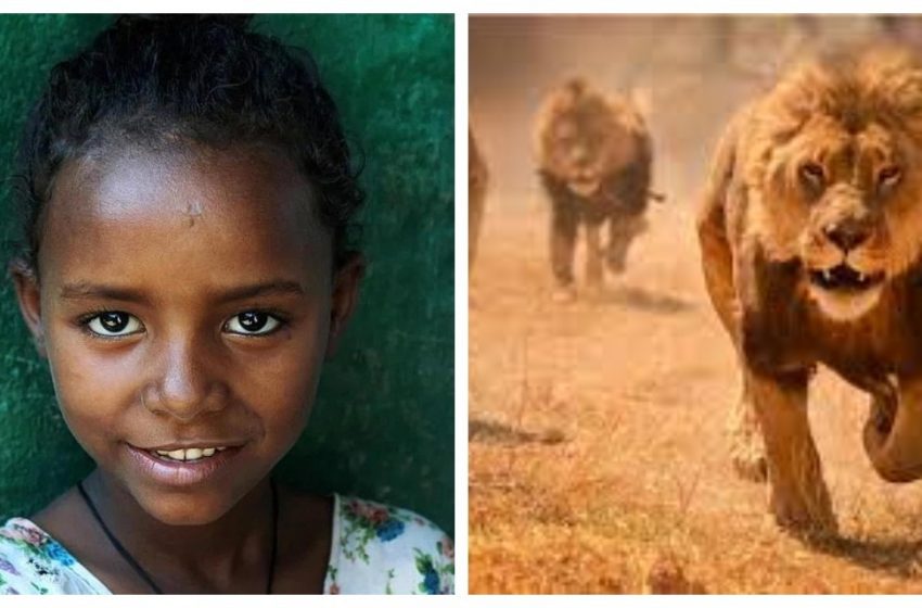  Una storia toccante su come tre leoni hanno salvato una bambina in Etiopia