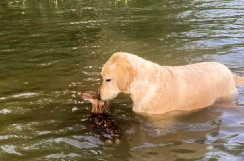  Il proprietario non è riuscito a trovare il suo cane Harley, ma poi ha visto come stava cercando disperatamente di salvare il cervo