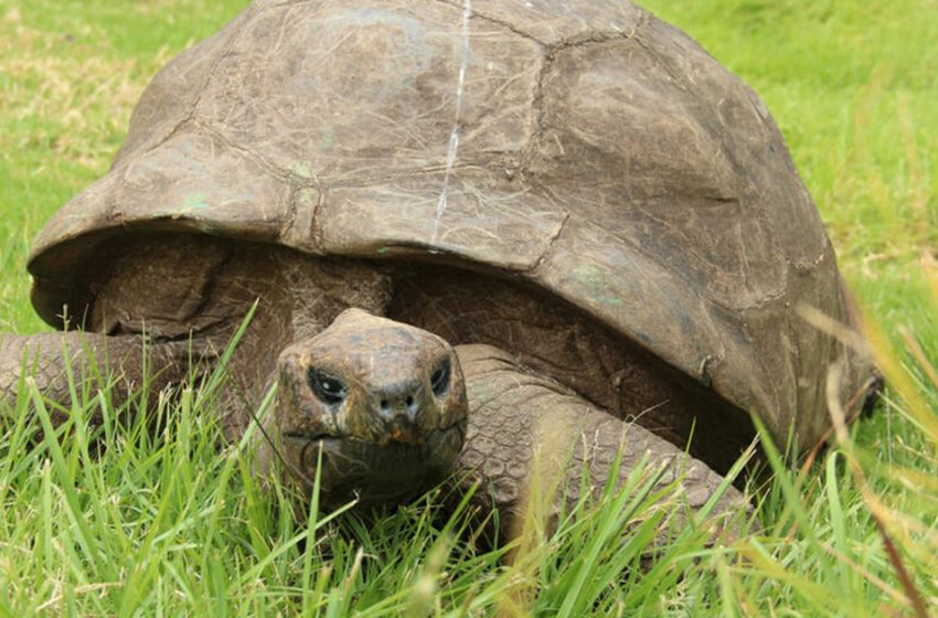  Jonathan, la tartaruga più antica di sempre e il più antico mammifero terrestre vivente, festeggia il 190° compleanno