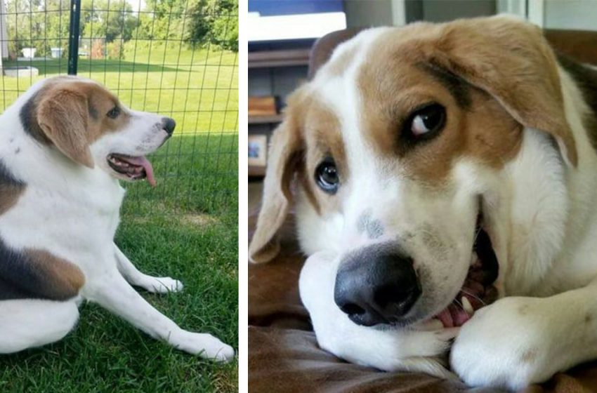  Cane nato con la spina dorsale corta e senza collo trova una famiglia che lo ami così com’è