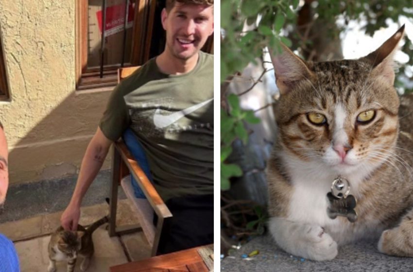  I compagni di squadra della Coppa del mondo inglese fanno amicizia con il gatto randagio in hotel, gli danno una nuova casa