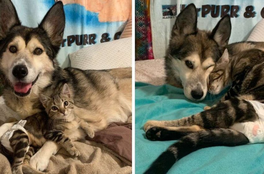  Il gatto sopravvissuto incontra una nuova sorella canina e se ne innamora all’istante