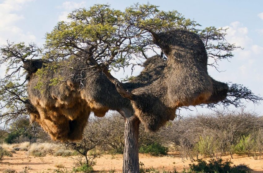  Sai cosa c’è sugli alberi? Queste cose sugli alberi possono rimanere lì per secoli