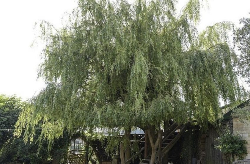  Un uomo ha costruito una casa sull’albero: ora ha una vista spettacolare dalla sua finestra!