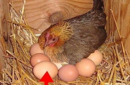 «Un agricoltore ha trovato un uovo grande sotto una gallina»: Ciò che è uscito dall’uovo ha sconvolto tutti!