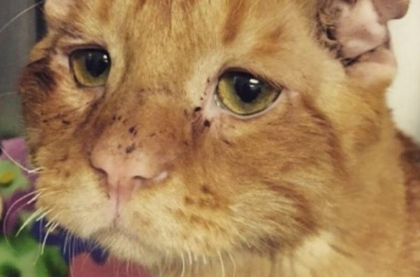  La coppia voleva adottare un gatto e ha scelto il più triste e infelice di tutti: l’animale felice è cambiato oltre ogni riconoscimento in poche ore!