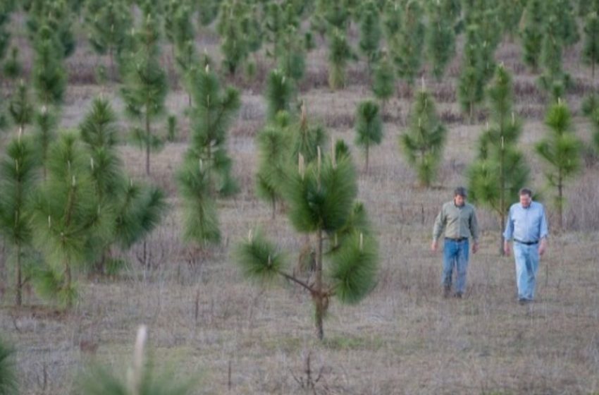  «Un Uomo Pianta 8 Milioni di Alberi per Ripristinare una Foresta Distrutta Negli Anni ’30»