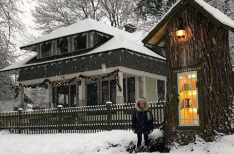 «Una donna ha trasformato un albero secolare di 110 anni in una biblioteca accogliente: “La trasformazione più creativa e straordinaria che abbiate mai visto!”