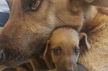 «Momenti commoventi»: adorabili foto di animali con i loro cuccioli che scioglieranno ogni cuore!