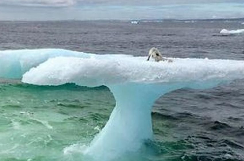  I pescatori pensavano di aver visto una foca su un iceberg: ma rimasero scioccati quando si avvicinarono e videro cos’era davvero!