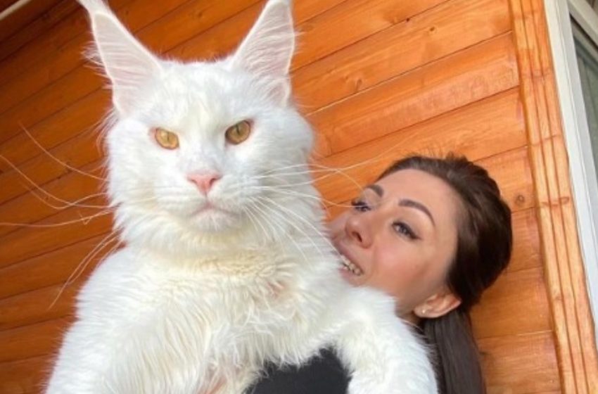  “Pesa 27 Libbre e Sta Ancora Crescendo”: Ecco Kefir, Il Gattone Maine Coon Più Grande del Mondo!