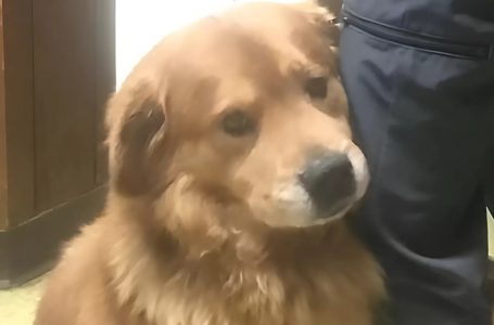 Un Legame Infrangibile: Il Cane Gli Si Aggrappò Alla Gamba… E Da Quel Giorno Nulla Fu Più Come Prima