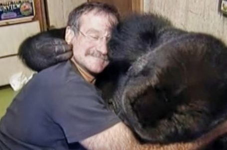 Il Legame Speciale Tra un Amatissimo Attore e una Gorilla Ha Commosso il Mondo: Ma Chi È Questa Leggenda del Cinema?
