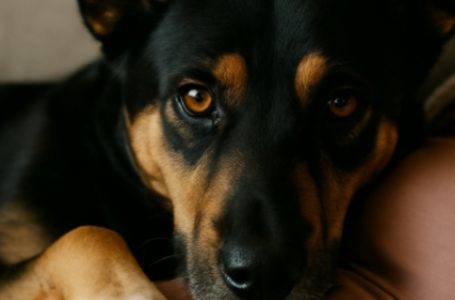 La mia cagnolina si sdraiava sulla pancia e ringhiava contro mio marito ogni volta che cercava di toccarmi. Pensavo fosse solo gelosa… fino a quando non ho scoperto una verità terribile.