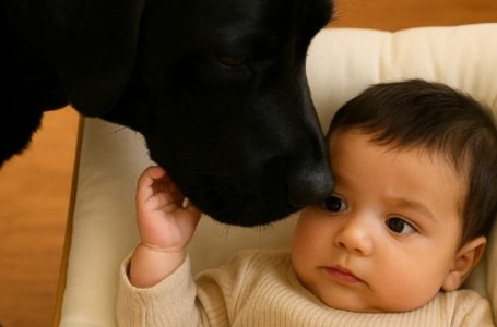 Il cane che non ha mai lasciato il bambino: una storia che ha fatto piangere milioni di persone
