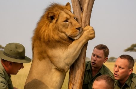 Un leone rimase intrappolato con la testa tra i rami di un albero per tre lunghi giorni. Non sperava più in nessuno. Ma quello che fecero i ranger che lo trovarono cambiò per sempre le loro vite.
