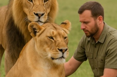 Un uomo ha messo a rischio la propria vita per aiutare una leonessa a dare alla luce il suo cucciolo — e ha assistito a un vero miracolo. Ciò che è accaduto ha toccato il cuore di tutti, lasciando un segno profondo nell’anima.