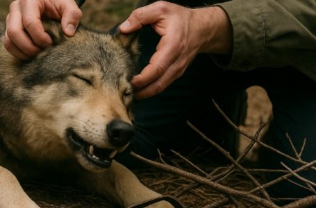 Un uomo salvò una lupa morente da una trappola, quando ormai aveva perso ogni speranza. Un anno dopo, lei tornò e compì un miracolo.