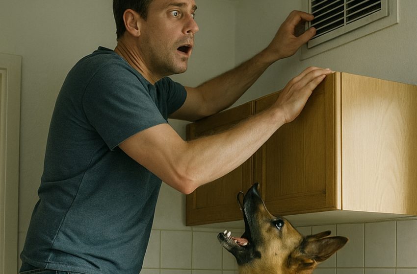 Il mio cane ha cominciato a comportarsi in modo strano e a arrampicarsi su un alto armadio, ringhiando forte. All’inizio pensavo fosse impazzito, finché non ho notato la vera ragione del suo comportamento cambiato.