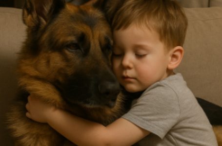 Il bambino si addormentò abbracciando il pastore tedesco, senza immaginare cosa sarebbe successo. La mattina dopo, i genitori videro qualcosa che li fece quasi diventare grigi di paura.