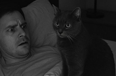 Il mio gatto si comportava in modo strano di notte, così ho installato una videocamera. Quello che ho visto nella registrazione mi ha lasciato senza parole.
