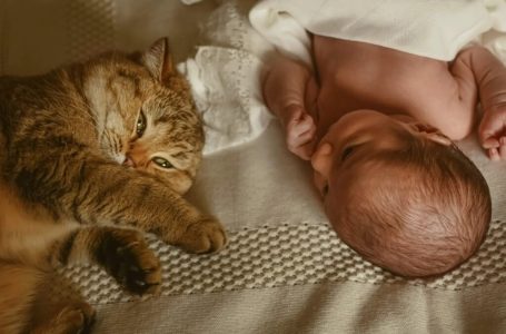 Il fragile cuore del neonato non sopportava il pianto. Ciò che fece la madre sconvolse tutta la famiglia.”