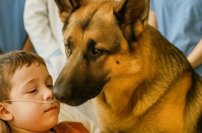  Il fedele cane corse a salvare il bambino proprio prima dell’operazione. Una storia di un incredibile miracolo accaduto in una piccola famiglia.