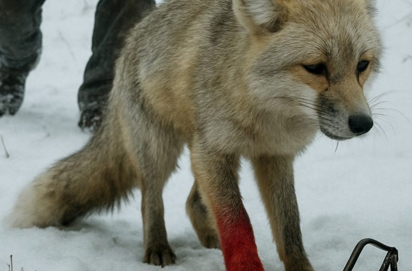  Il cucciolo di lupo ferito implorava aiuto — e ciò che quell’anziano fece cambiò per sempre il loro destino. Una storia che ha toccato i cuori di milioni di persone.