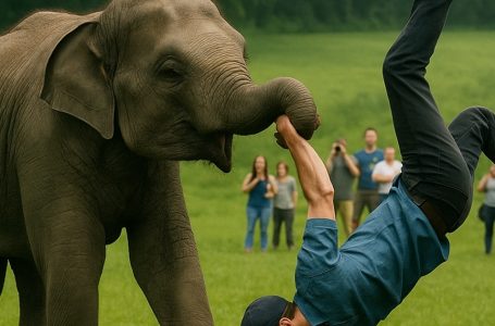 Si avvicinò all’elefante con una fotografia… e ciò che accadde subito dopo tolse il fiato a tutti